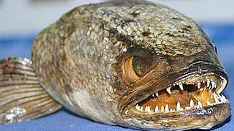 Kačjeglavka lahko do tri dni preživi tudi na suhem.