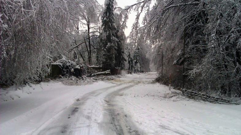 Žled v ZOO Ljubljana