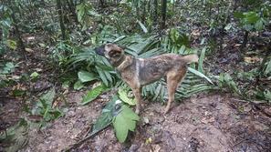 Kolumbija strmoglavljenje letala otroci preživeli