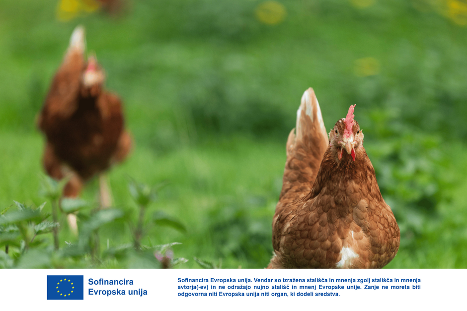 prehranska samozadostnost kokoši | Avtor: Jure Banfi