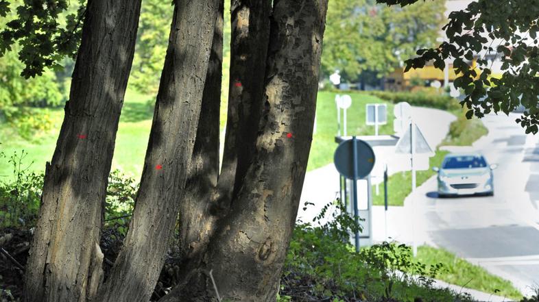 Sekanje dreves na rožniku