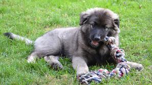 Kraševec, kraški ovčar pasma pes