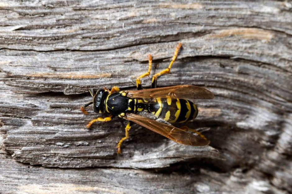 Ose | Avtor: Profimedias