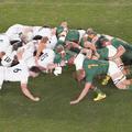 springboks, rugby