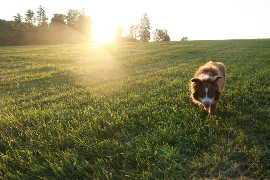 Pes | Avtor: Profimedia