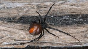 Redback spider