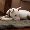 Bullterrier