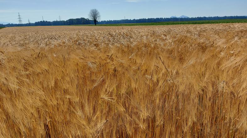 polje, kmetijstvo, hrana, letina, poljedelstvo