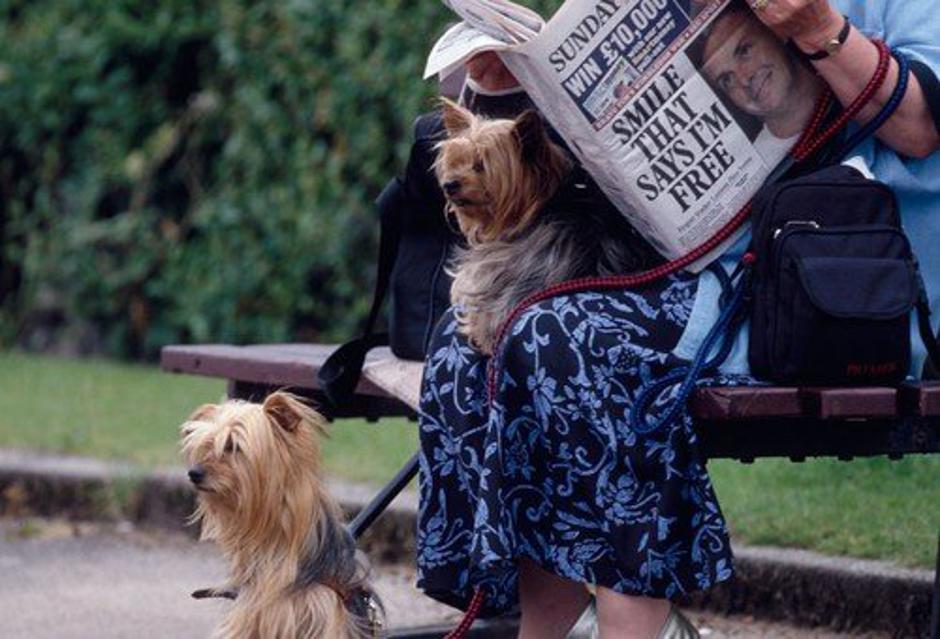 Yorkshire terier. | Avtor: Profimedia