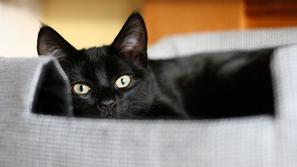 Črna mačka