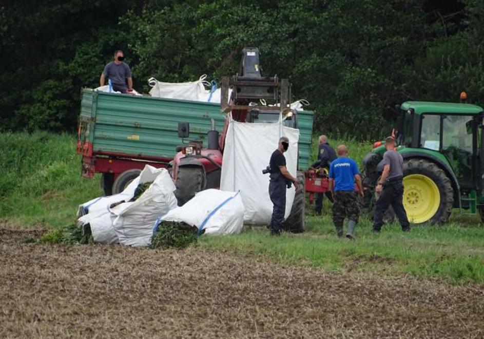 zaseg konoplje Lendava