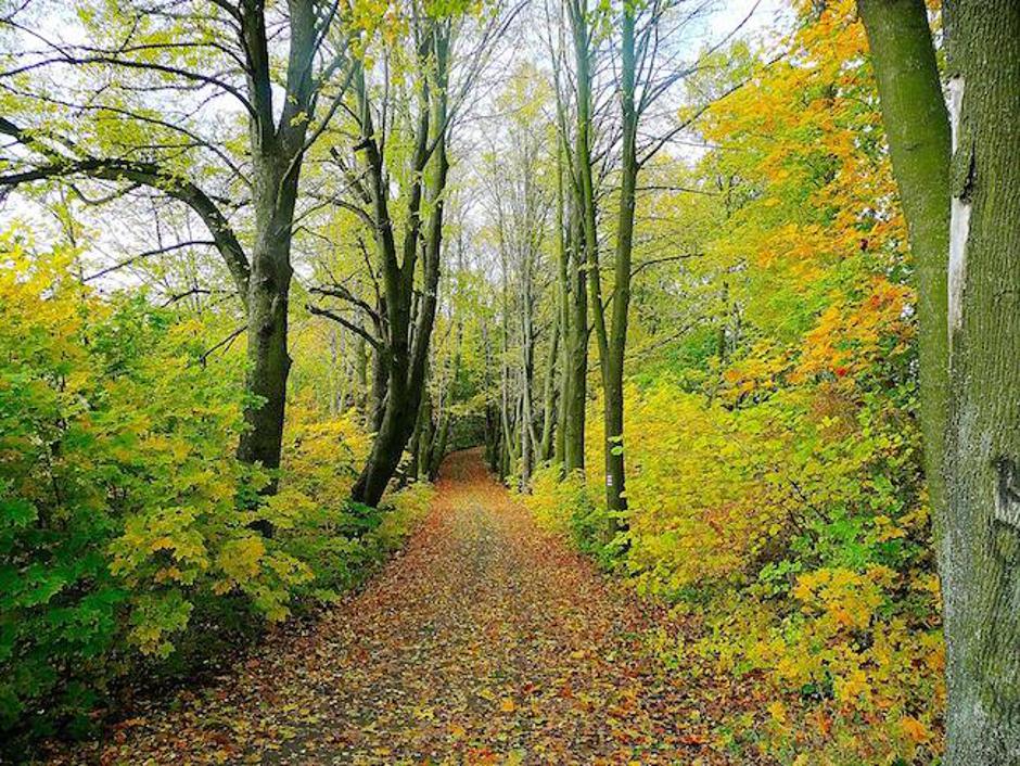 gozd Škofja Loka | Avtor: Facebook