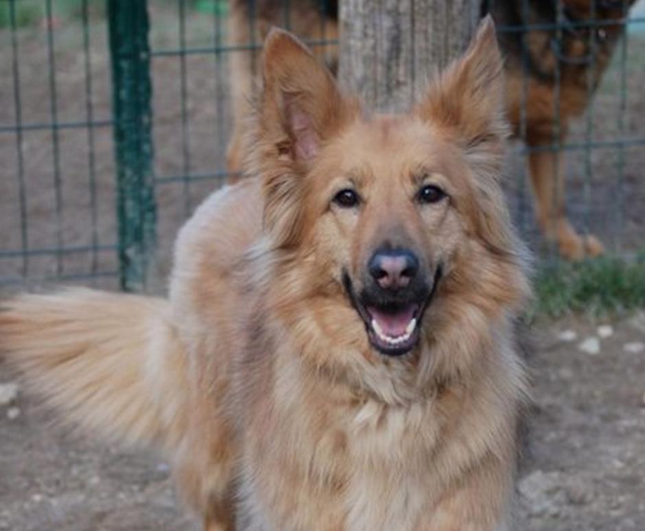 Zavetišče Horjul | Avtor: Zavetišče Horjul