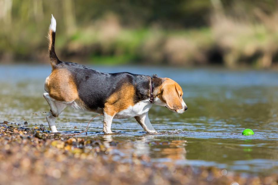 pes ob vodi | Avtor: Profimedia