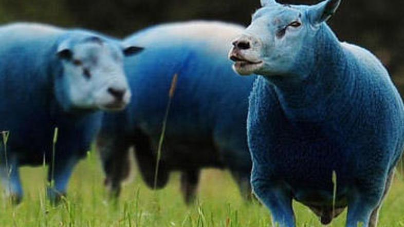 Bi jim katera druga barva bolje pristajala?