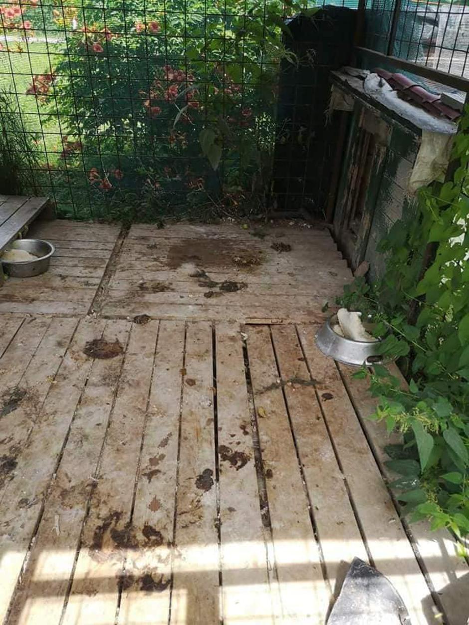 Lux (Foto: Srce za bulle) | Avtor: Lux (Foto: Srce za bulle)