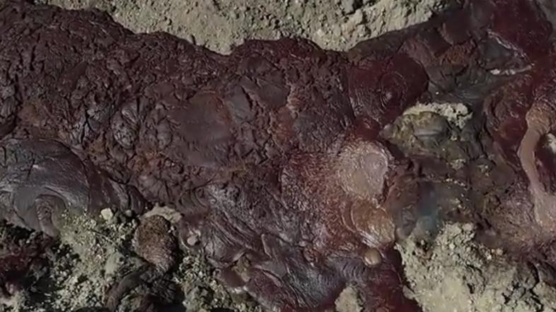 Madžarska kraj, kjer so zakopani kadavri okuženih krav