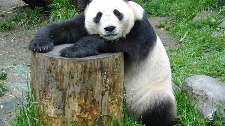 Tudi pandi grozi izumrtje.