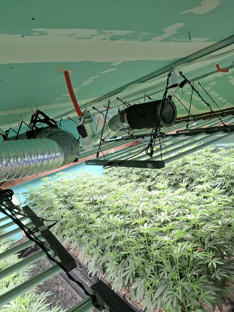 prostor za gojenje prepovedanih drog prepovedana droga konoplja