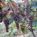 Vinograd