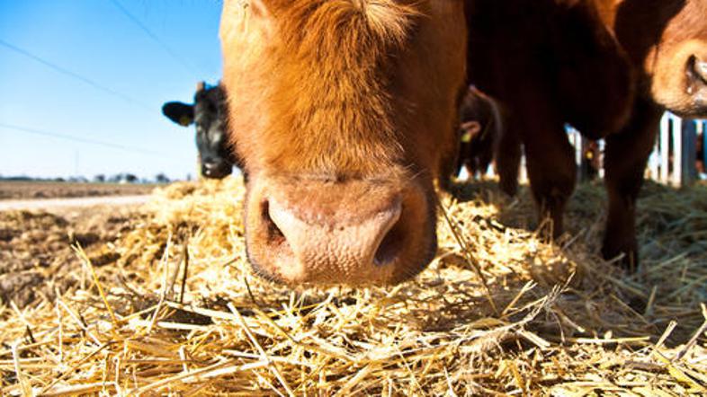 Olajševalna okoliščina za bika je bila, da je bil brez rogov in tako ni bil tako