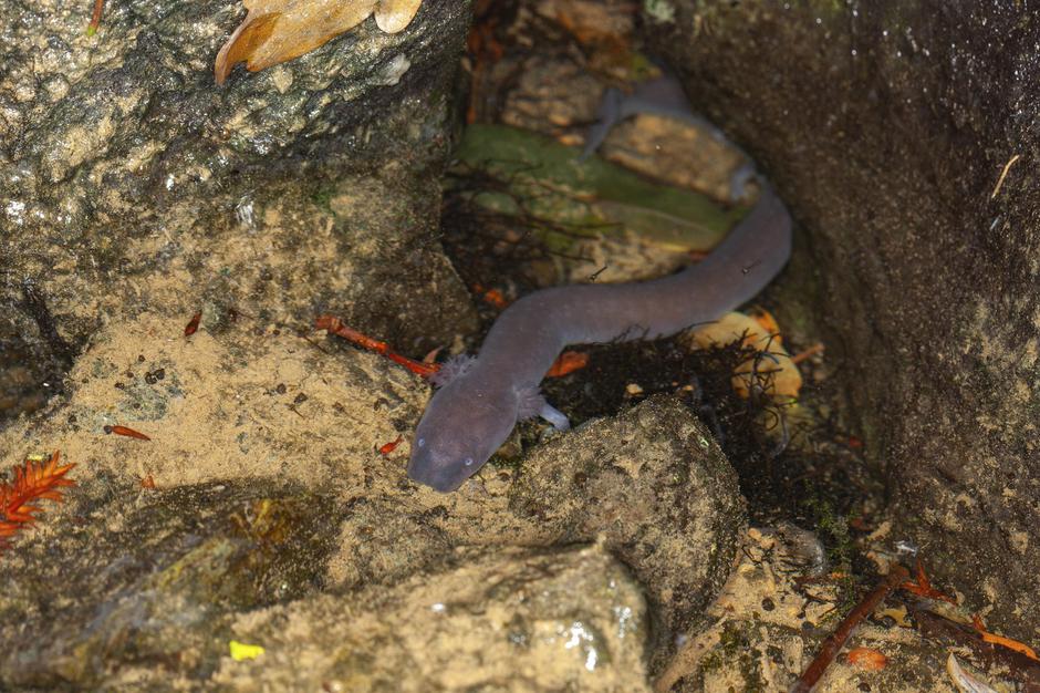 Črna človeška ribica | Avtor: Profimedia