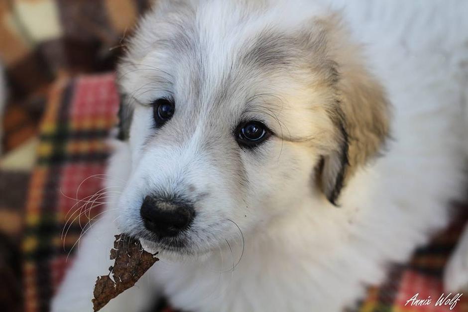 Planinski pirenejski pes | Avtor: Anja Kosi (Annix Wolf Photography)