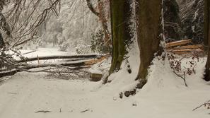 Razdejanje v arboretumu