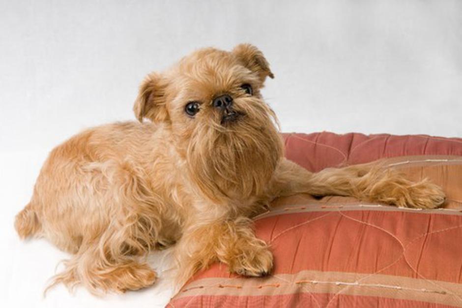 Bruseljski grifon, Griffon Bruxellois | Avtor: Profimedias