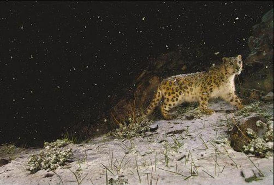 Zmagovalna fotografija snežnega leoparda