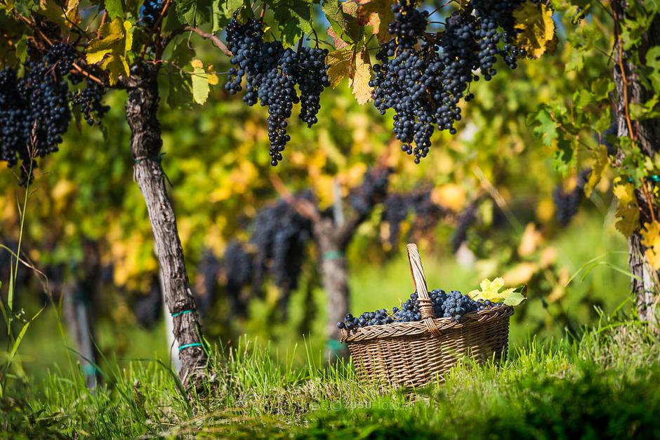 Goriška Brda | Avtor: TIC Brda