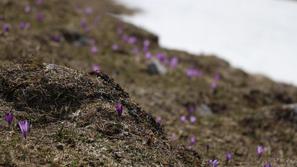 Velika Planina