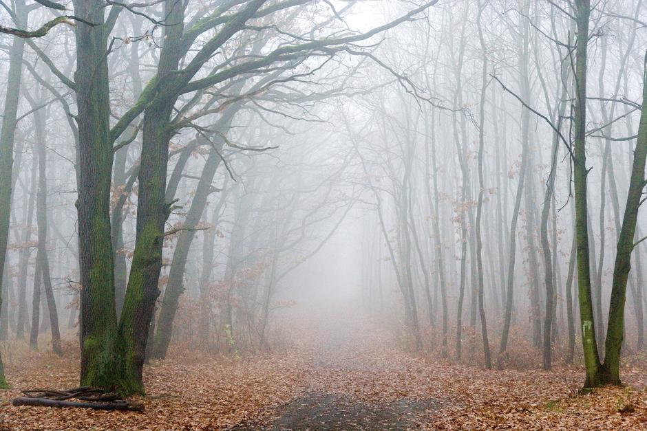 Megla v gozdu | Avtor: Profimedia