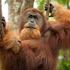 Borneo, orangutan
