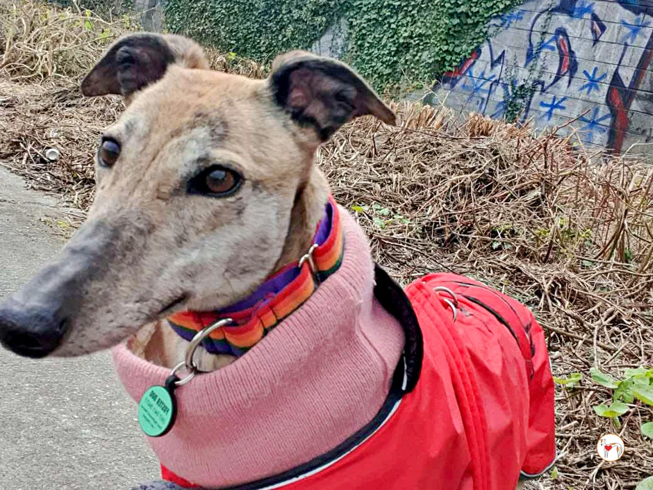 Greyhoundica MYRTLE | Avtor: Greyhoundica MYRTLE - išče dom