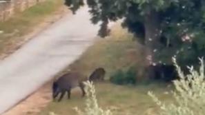 Divji prašiči na ulici v Istri.