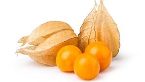 E. Physalis