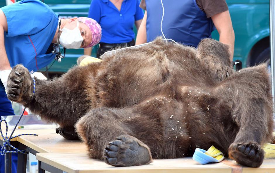 Rjavi medved | Avtor: EPA