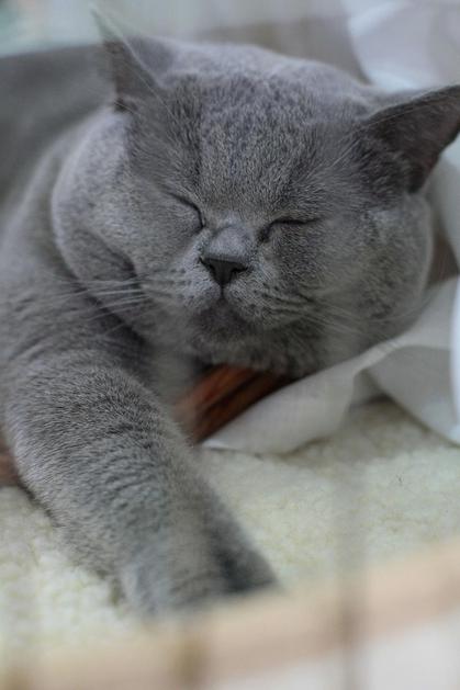 razstava mačk, ljubljana, mačka, mačke, muca