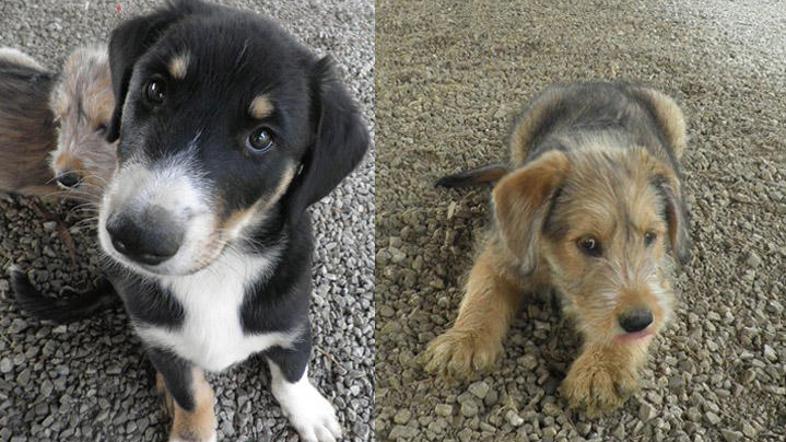 Tudi ta dva kosmatinca sta se znašla na seznamu rubrike "podarim". (Foto: www.fa