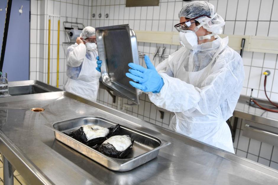 Ptičja gripa | Avtor: EPA