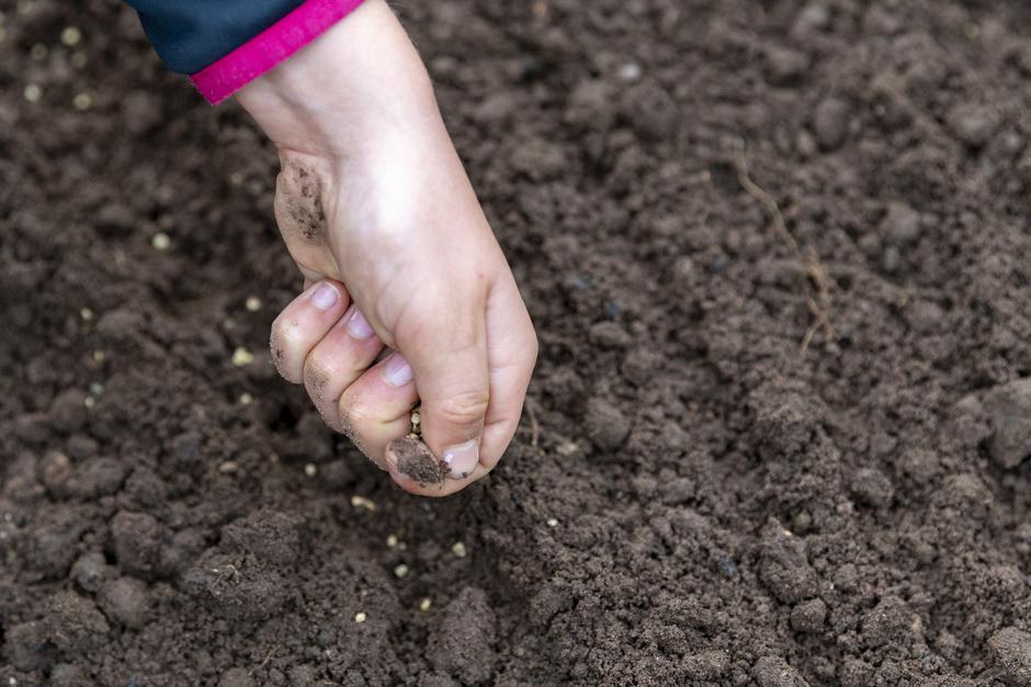 Sajenje | Avtor: Profimedia