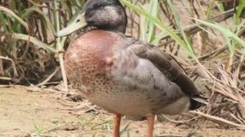 Trevor - Facebook Trevor the Duck - Niue