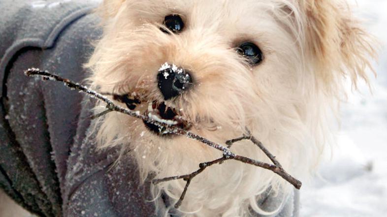 Najnovejša študija je pokazala, da priljubljeni domači ljubljenček pes proizvede