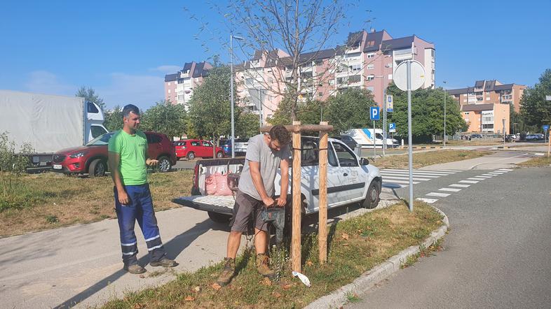 drevesa, Kranj, suša, humična kislina