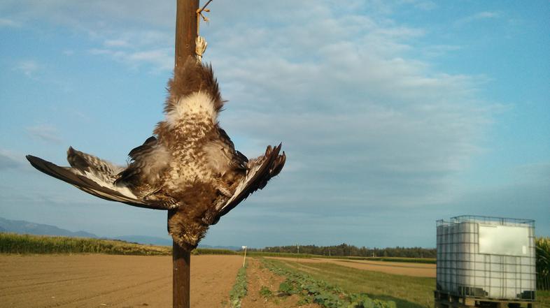 slovenija 29.08.13. ujeda, ptic, kanja, lovec, lovci, inspekcija, foto: bralec