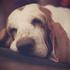 Basset Hound
