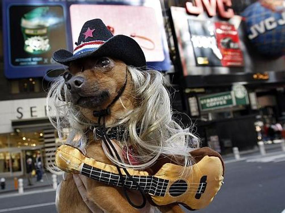 Čivava Eli se je za nekaj ur spremenila v Naked Cowboya, znamenitega "buskerja" 