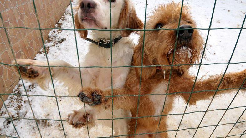 (Foto: Anže Petkovšek)