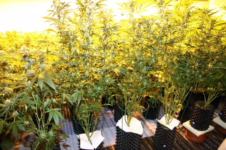 Zasežena konoplja | Avtor: PU Maribor